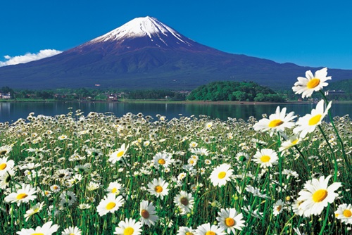 BEVERLY富士山花海湖畔风景拼图