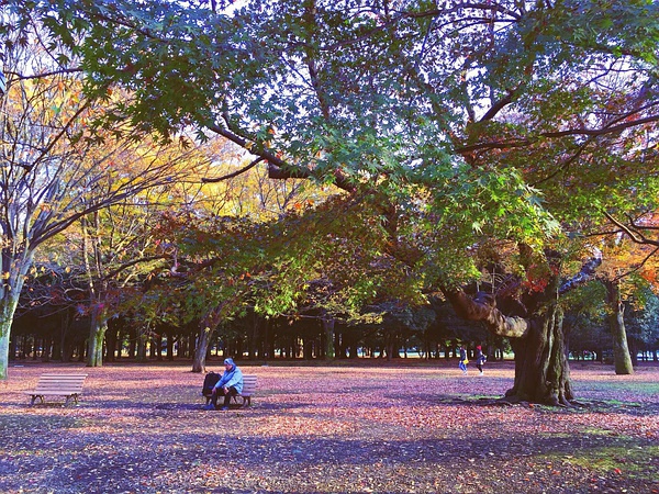 秋日代代木公园